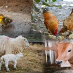 Farm Animals