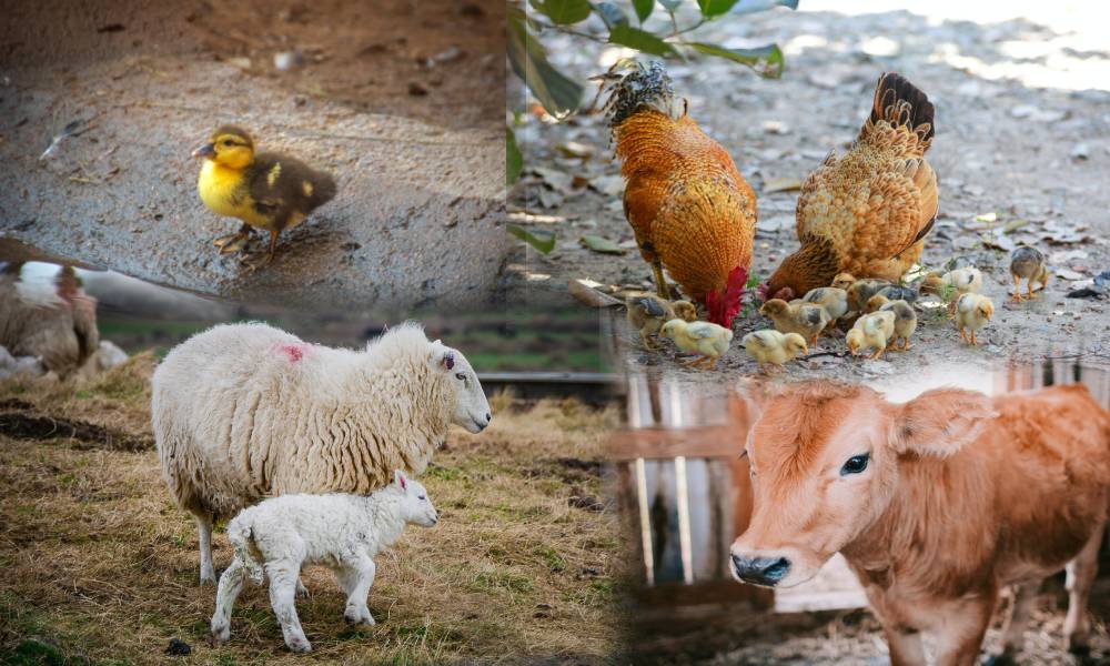 Farm Animals