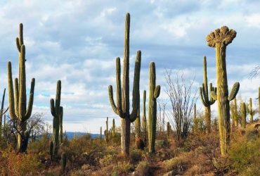 saguaro cactus removal in phoenix -Tilt saguaro - saguaro removal phoenix - Az Cactus Experts