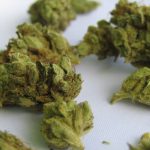 Cannabis